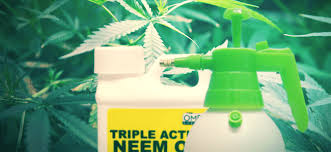 Ammonia is widely used as a refrigerant gas, and in the fertilizer industry. The 5 Best Natural Ways To Repel Pests From Cannabis Plants Zamnesia Blog
