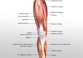 This muscle diagram is interactive: Leg Posterior Muscles 3d Illustration