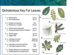 High School Biodiversity Diversity Of Living By Ms Jay S Classroom Teachers Pay Teachers Dichotomous Key Kids Worksheets Printables High School