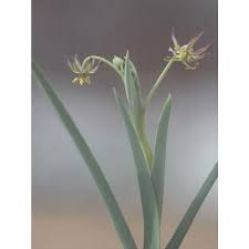 Image result for Ornithoglossum