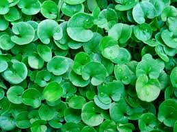 Image result for Stolzia repens