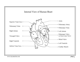 Your heart is located between your lungs free printable diagram of the human heart. Anatomical Heart Coloring Page Coloring Home