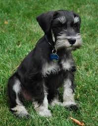 Black and silver miniature schnauzer. Schnauzer Colours