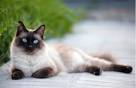 Siamese Cat: Behavior, Character and Curiosities - Catsfud