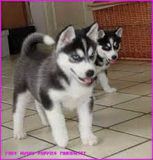 Free Husky Puppies Craigslist Is So Famous But Why Free Husky Puppies Craigslist Husky Puppy Husky Husky Puppies For Sale