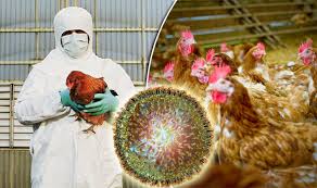 This has changed somewhat many scientists believe influenza strain mixing could also occur in people now that some forms of bird flu are known to be able to infect humans in some cases. Uk Bird Flu Outbreak Human Symptoms Of Avian Influenza Revealed Express Co Uk