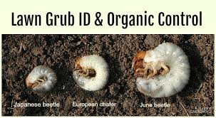 Grubs aka white grubs or larvae from certain specie. Grub Worm Control Organic Solutions To Safely Get Rid Of Grubs