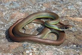 Black and white snake california. Snakes Tri City Animal Shelter Fremont Ca