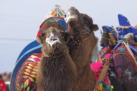 In the past camels were used as transport, pack hence the camel population in turkey decreased in number of about 1.000 recently. Camel Wrestling Turkish Style Al Bawaba