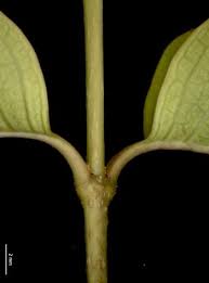 Image result for Strophanthus amboensis