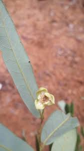 Image result for Monanthotaxis trichantha