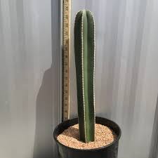 Image result for Lophocereus marginatus