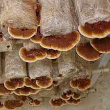 Image result for Ganoderma lucidum