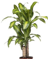 金運アップ 風水に良い観葉植物１０選 Lovegreen ラブグリーン 植物栽培 風水 植物 観葉植物