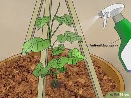 In this guide, i'll show you how to identify the cause and sometimes, the reason for yellow droopy leaves on your cucumber plant is simply that it's not getting enough sunlight. How To Grow Cucumbers In Pots With Pictures Wikihow