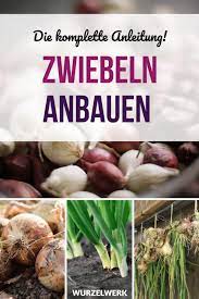 Hallo man sollte doch zwiebeln stecken jetzt, oder sehe ich das falsch. Zwiebeln Stecken Anbauen Und Ernten Die Komplette Anleitung Wurzelwerk