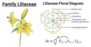Image result for Liliaceae