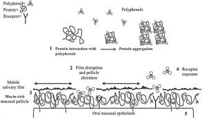 Invited Review Astringency In Whey Protein Beverages Journal Of Dairy Science
