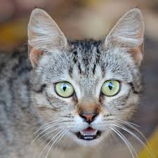 Happy pets veterinary hospital inc. Veterinarian In South Bound Brook Vet Near You Happy Pets Veterinary Hospital