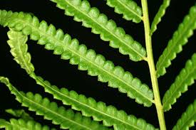 Image result for Cyclosorus striatus