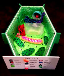 Plant Cell 3d Model For 7th Grade Science Class Got An A 2020 Bitki Hucresi 7 Sinif Fen Kid Science