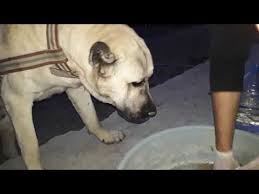 Kangal Kopeklerine Tasma Imalati 2 Youtube