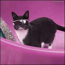Cat Wearing Luxurious Sunglasses Like A Boss New Cat Gif Website Cat Gif And Kitten Gif Creations Silly Cats Funny Cat Videos Cats