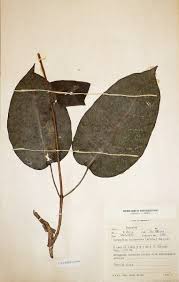 Image result for Parquetina calophylla