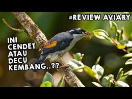 Sekilas tentang burung decu zanuarshandy. Download Ciu Besar Decu Kembang Jantan Dan Betina Mp3 5 8 Mb Kicau Siburung Com