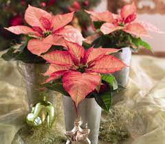 Loving These Pink Poinsettia Table Decorations Used In 3 S Or Used In A Larger Ornate Container Hgtv Poinsettia Centerpiece Poinsettia Care Christmas Plants