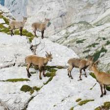 Booking.com, being established in 1996, is longtime europe's leader in online hotel reservations. Planica Die 10 Besten Hotels Unterkunfte In Der Region Planica Slowenien