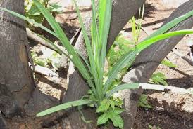 Image result for Freesia grandiflora