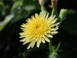 Image result for Sonchus dregeanus