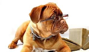 Das ist das neue ebay. Service Dog Training School The Cost And Requirements You Should Know First