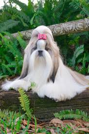 I raise akc shih tzu. Tian Mi Shih Tzu Shihtzukisses Twitter