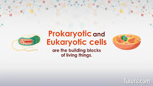 Plant cell is prokaryotic or eukaryotic. Prokaryotic Vs Eukaryotic Cells Differences Examples