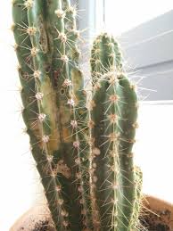 Here's our guide on cactus garden ideas, featuring an extensive gallery of different types of these fantastic backyard additions. What Are These Brown Spots On My Cactus Gardening Landscaping Stack Exchange