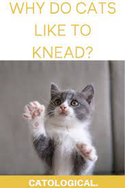 Why Do Cats Knead Their Human Owners Pillows Blankets Everything Cat Behavior Facts Cat Facts Cats Knead