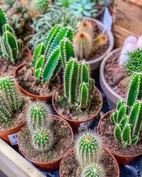 Cacti Make Me Happy Travel Food How To Make Cactus