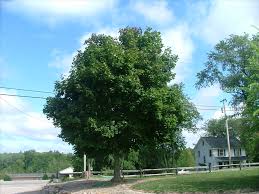 Norway maple is sometimes confused with our native sugar maple (acer saccharum) and so here are a few distinguishing characteristics that can be used to tell the two apart. Find Plants Page 20 Wholesale Nursery Supplies Plant Growers In Oregon Nursery Guide