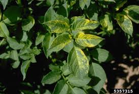 Dicamba injury to tomato leaves figure 4. Potato Mosaic Virus Treating Symptoms Of Mosaic Virus In Potatoes