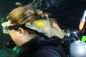 Distribution of the moray eel. Frank The Cherished Moray Eel Manta Ray Advocates Hawaii