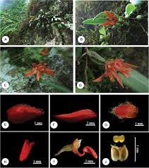 Image result for Bulbophyllum sp. nov