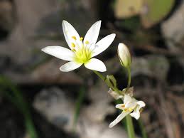 Image result for Liliaceae