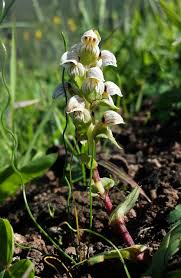 Image result for Satyrium macrophyllum