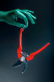 A fleur de pot Photographie