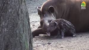 Tömegek vártak erre a hírre: Tapir Szuletett Youtube