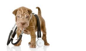 Community pet care, woodbine, new jersey. Community Pet Care Hospital 1395 Abbott Rd 2001 Lackawanna Ny 14218 Usa