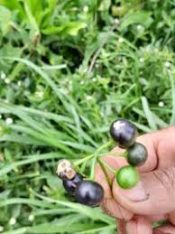 Image result for Solanum scabrum