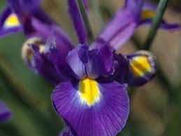 Iris atropurpurea, the coastal iris, is a species in the genus iris, it is also in the subgenus of iris and in the section oncocyclus. Iris Flower Varieties To Grow And How To Care For Them Hgtv